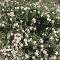 Cistus parviflorus